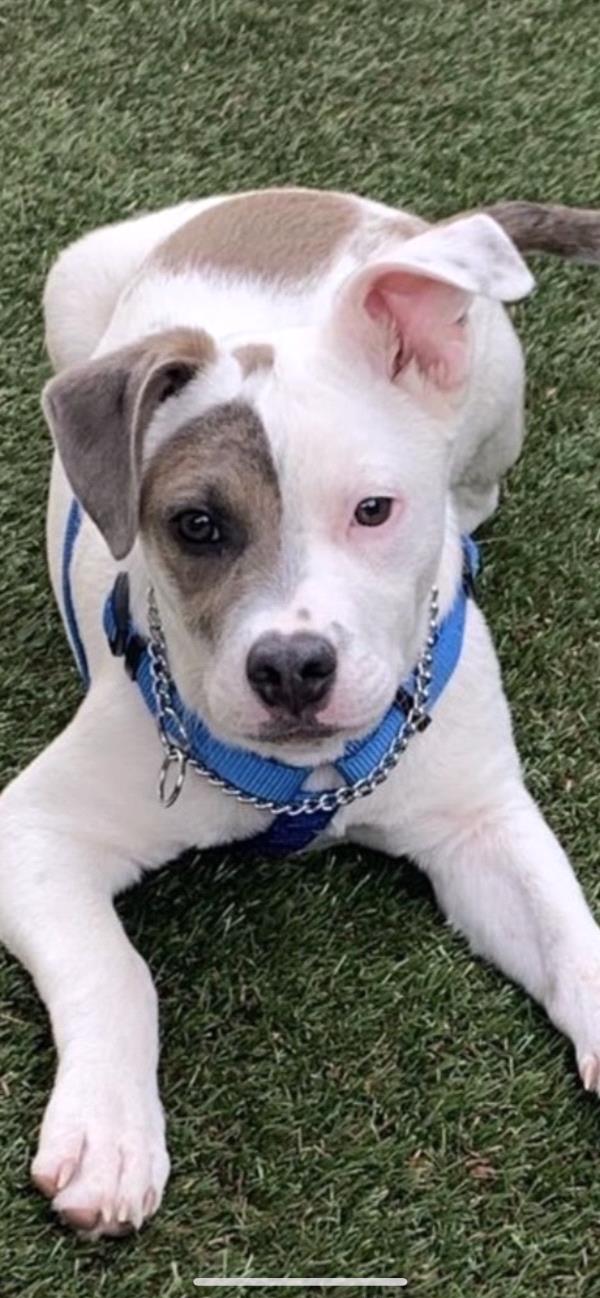 /Images/uploads/Louies Legacy Animal Rescue/cutest-rescue-pet-2023/entries/28186thumb.jpg